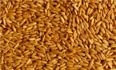 小麦收购价有望阶段性回暖